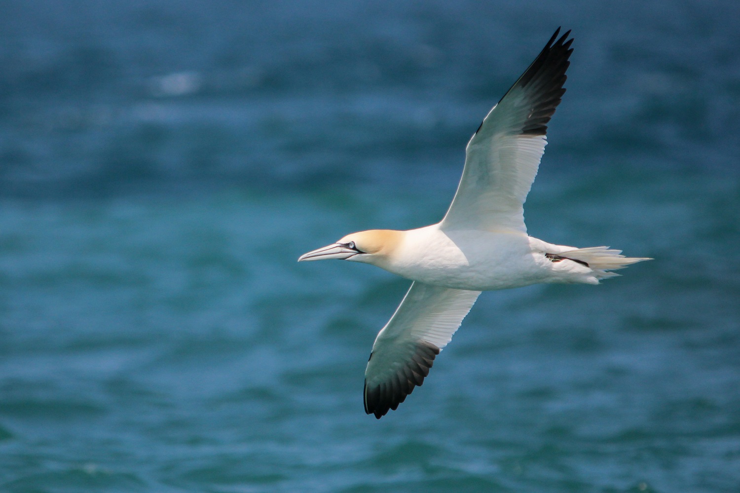 Pêche, photos, piafs : les trois P de Pierre Rigaleau